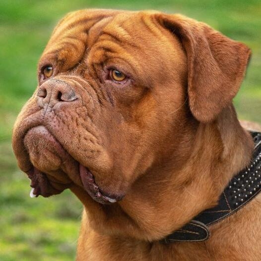 Dogue de hot sale bordeaux dogs